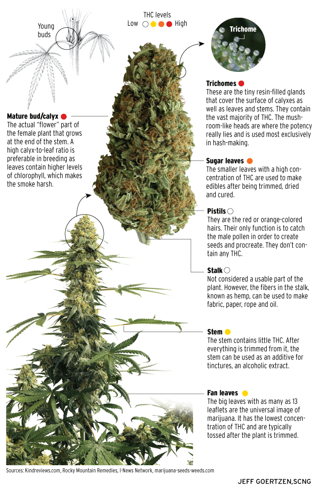 Infographic: The Anatomy Of A Marijuana Plant - The Cannifornian